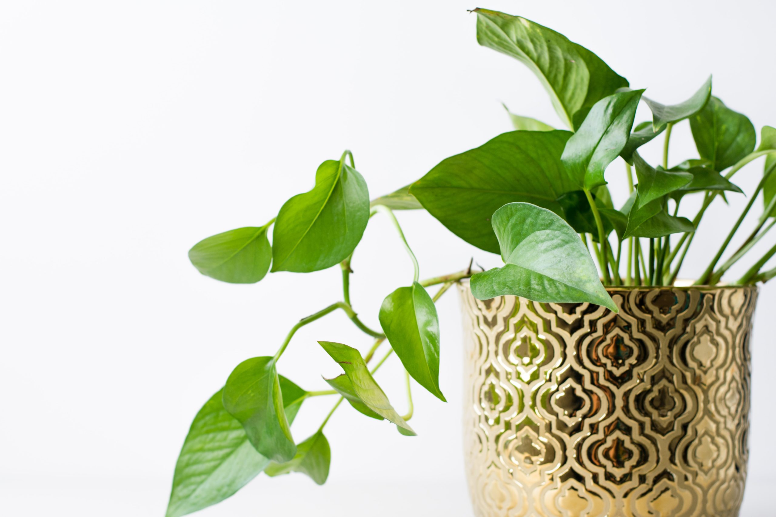 golden pothos in apartment