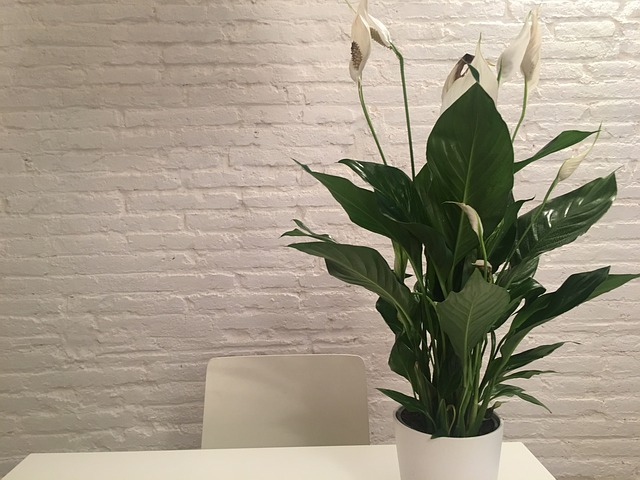 peace lily in apartment