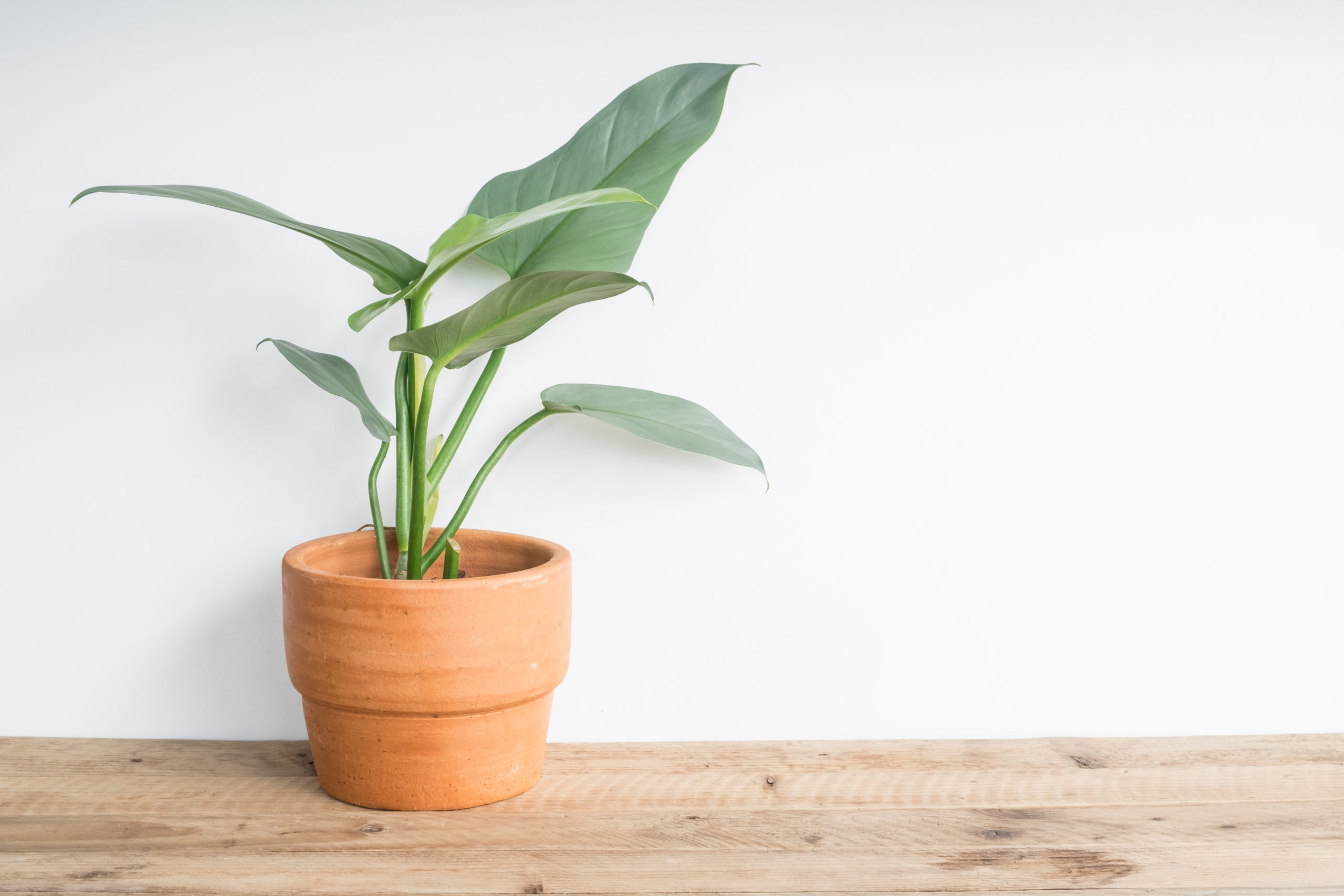 Philodendron Green apartment plant